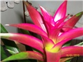 guzmania ( bromelia) 